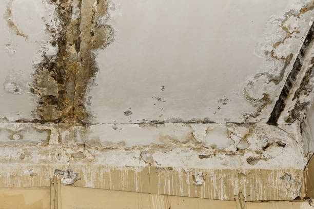 Best Attic Mold Removal  in Prineville Lake Acres, OR